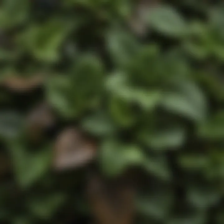 Healthy plant with vibrant green leaves contrasting with brown-tipped leaves