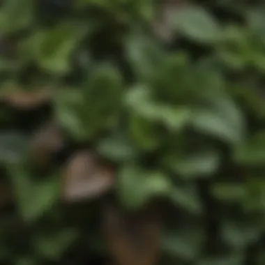 Comparison of Healthy and Affected Plant Leaves Healthy plant with vibrant green leaves contrasting with brown-tipped leaves
