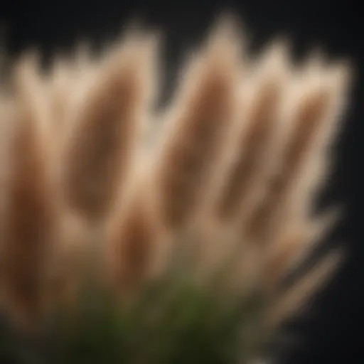 Close-up of female pampas grass plumes swaying in the wind