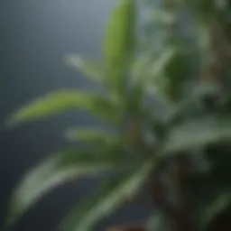 A close-up view of a plant treated with freeze proof spray, showcasing its protective sheen.