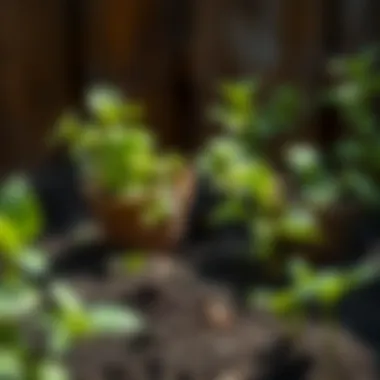 Understanding Garden Soil pH Tests: A Comprehensive Guide Summary Understanding Garden Soil pH Tests: A Comprehensive Guide Summary