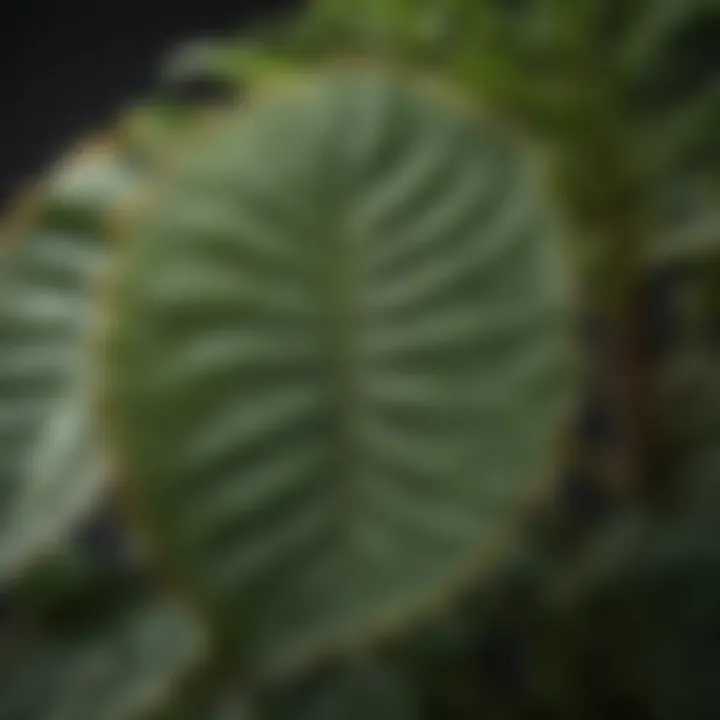 Close-up of mold on a house plant leaf