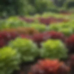 Close-up of vibrant lettuce varieties in a garden