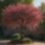 Pruned weeping cherry tree showcasing healthy growth
