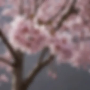 Weeping Cherry Blossoms in Spring Close-up of weeping cherry blossoms in spring