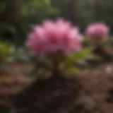 Rhododendron thriving in well-drained soil