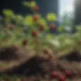 Healthy second-year raspberry plant showcasing vigorous growth