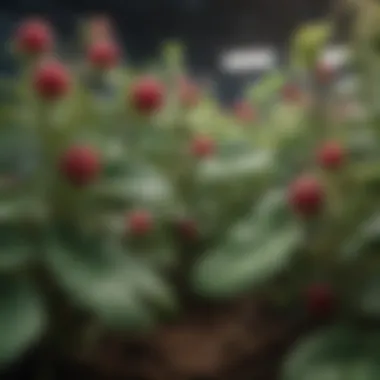 Illustration of common pests affecting raspberry plants