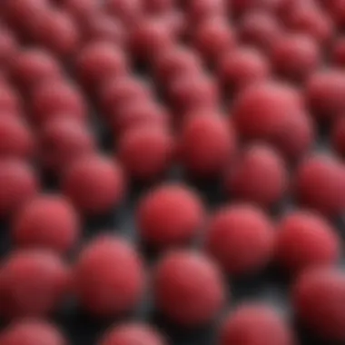 Close-up of raspberry fruit ready for harvest