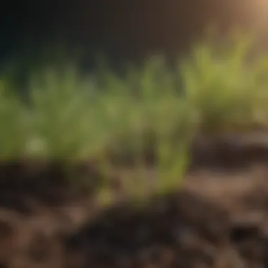Close-up of grass seed germination in soil