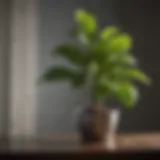 Lush fiddle leaf fig leaves glistening after watering