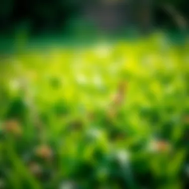 Comparison of grass types affected by weeds