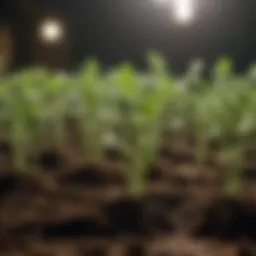 Healthy seedlings ready for transplanting