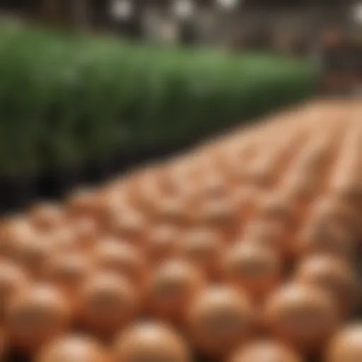 A variety of onion sets displayed at a local garden center.