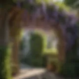 Lush wisteria climbing up a trellis