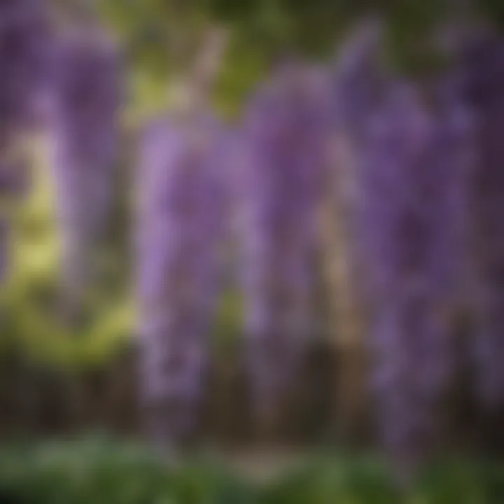 Close-up of wisteria flowers in bloom