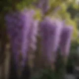 Lush wisteria in full bloom showcasing vibrant purple flowers.