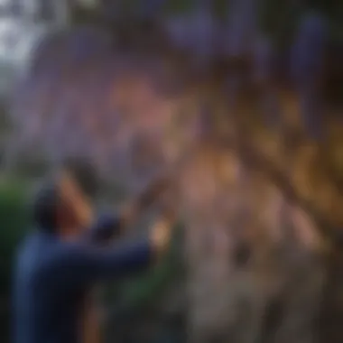 Pruning Techniques for Wisteria Diagram illustrating wisteria pruning techniques